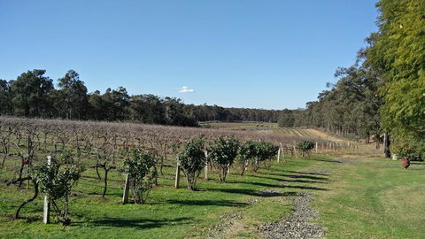 Hunter Valley Wine And Wildlife Tour From Sydney With Walkabout Wildlife Park - Accommodation ACT 5