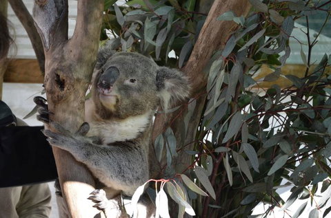 Hunter Valley Wine And Wildlife Tour From Sydney With Walkabout Wildlife Park - Accommodation ACT 6