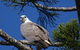 Brunswick Heads Rainforest Eco-Cruise - thumb 7