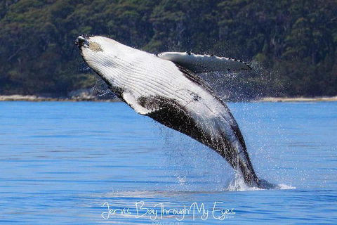 Whale Watching Jervis Bay - Accommodation ACT 0