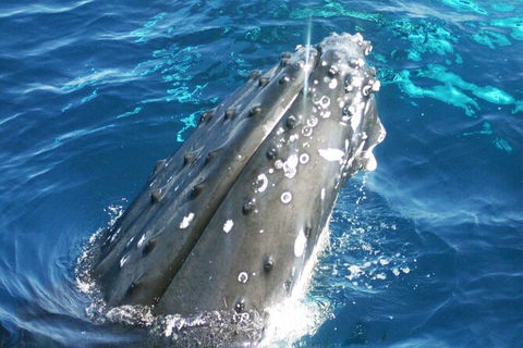 Whale Watching Jervis Bay - Accommodation ACT 3