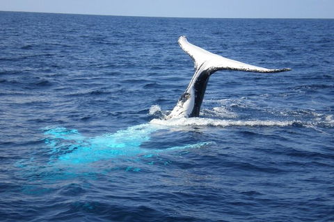 Whale Watching Jervis Bay - Accommodation ACT 7
