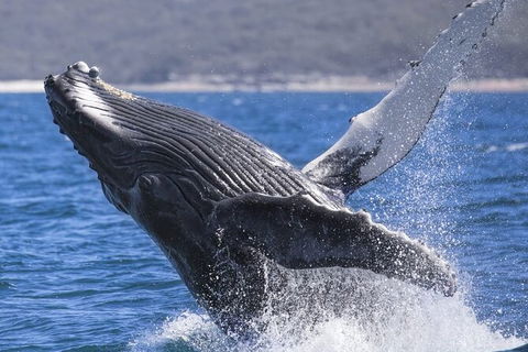 Whale Watching Jervis Bay - Accommodation ACT 2
