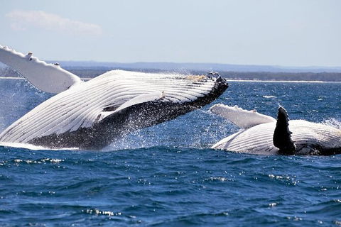 Whale Watching Jervis Bay - Accommodation ACT 4