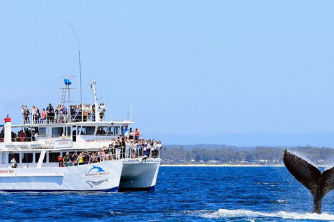 Whale Watching Jervis Bay - Accommodation ACT 6