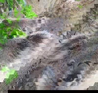 Byron Bay Wildlife Safari - Accommodation ACT
