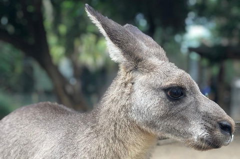 Luxury Blue Mountains Tour With Aussie BBQ Lunch And Wine Tasting - Accommodation ACT 19