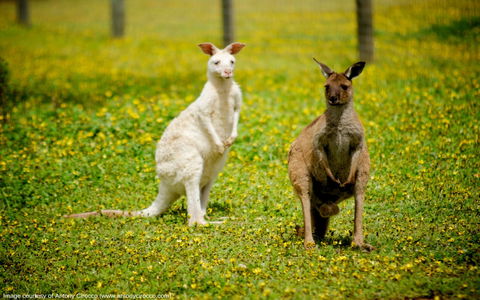 Bordertown Wildlife Park - Accommodation ACT 0