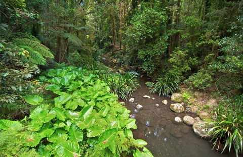 Brindle Creek Walking Track - Accommodation ACT 0