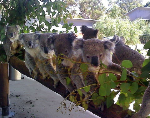 Cohunu Koala Park - Accommodation ACT 1