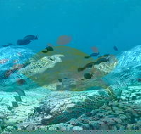 Flinders Reef Dive Site - Accommodation ACT
