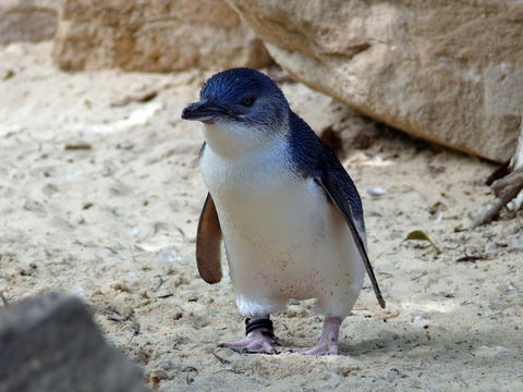 Granite Island Nature Park - Guided Penguin Tours - Accommodation ACT 0