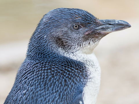 Granite Island Nature Park - Guided Penguin Tours - Accommodation ACT 1