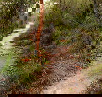 Great North walk - Brisbane Water National Park - Accommodation ACT