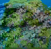 Keeper Reef Dive Site - Accommodation ACT