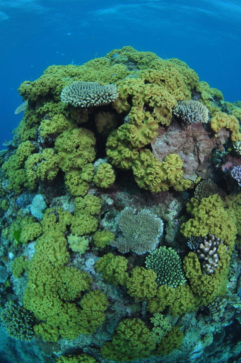 Keeper Reef Dive Site - Accommodation ACT 0