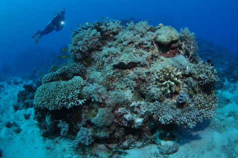 Keeper Reef Dive Site - Accommodation ACT 1