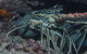 Keeper Reef Dive Site - thumb 2