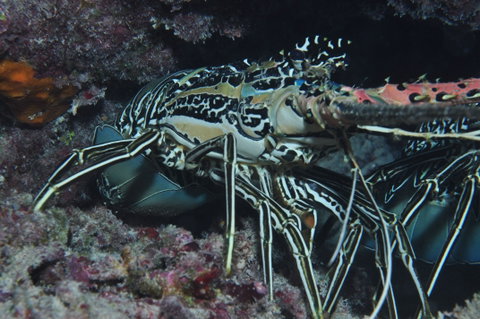 Keeper Reef Dive Site - Accommodation ACT 2