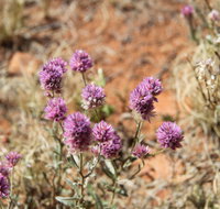 Walpa Gorge walk - Accommodation ACT