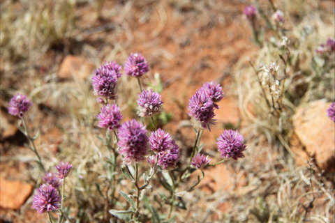Walpa Gorge Walk - Accommodation ACT 0