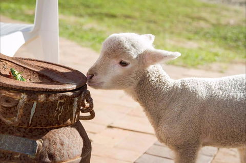 White Ridge Farm - Accommodation ACT 2