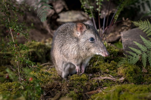 Wildlife Wonders - Accommodation ACT 0