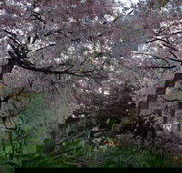 Wildwood Garden - Accommodation ACT