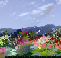 Blue Lotus Water Garden - Accommodation ACT