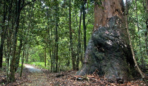 Blue Gum Loop Trail - Accommodation ACT 0