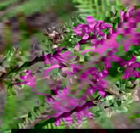 Cassinia Walking Track - Accommodation ACT