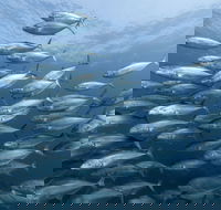 Egg Rock Dive Site - Accommodation ACT