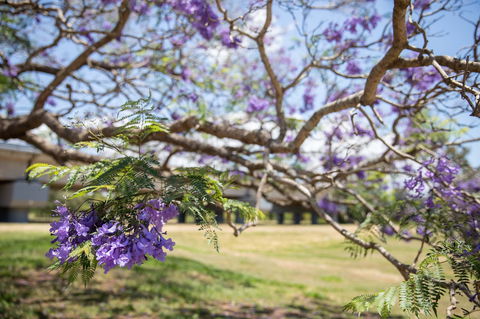 Leis Park - Accommodation ACT 2