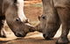 National Zoo & Aquarium - thumb 0
