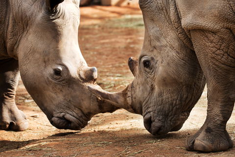National Zoo & Aquarium - Accommodation ACT 0