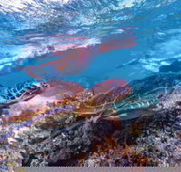 Ningaloo Marine Park - Accommodation ACT