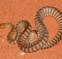 Red Desert Reptiles - Accommodation ACT