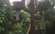 Roraima Nursery And Cafe - thumb 2