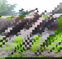 The Good Samaritan Donkey Sanctuary - Accommodation ACT