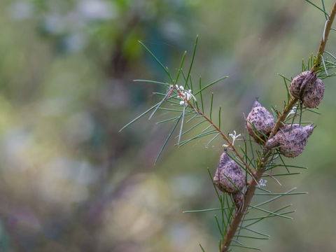 Wallumatta Loop Trail - Accommodation ACT 0