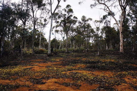 Woylie Walk, Dryandra Woodland - Accommodation ACT 0