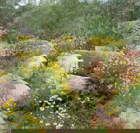 Ben Hall's Cave Walking Track - Accommodation ACT