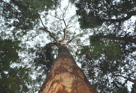 Bird Tree And Benaroon - Accommodation ACT 0