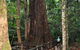 Bird Tree And Benaroon - thumb 1