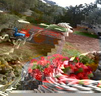 Blue Hills Berries and Cherries - Accommodation ACT