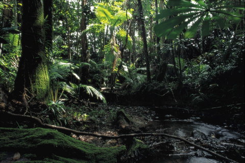 Cape Tribulation, Daintree National Park - Accommodation ACT 2