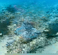 Child Island Dive Site - Accommodation ACT