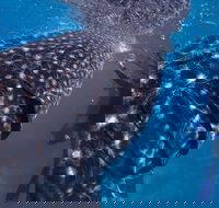 Coastal Water Dive - Accommodation ACT