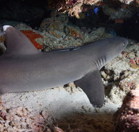 Coral Gardens - Accommodation ACT
