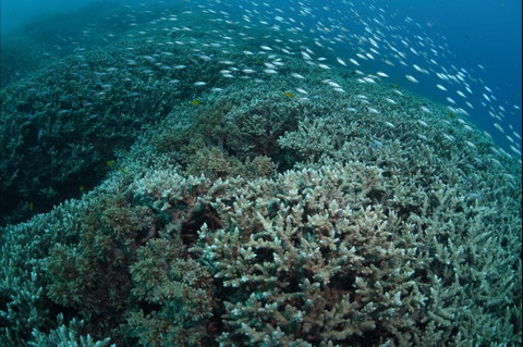 Coral Gardens - Accommodation ACT 1